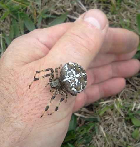 Araneus diadematus